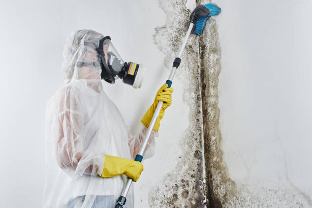 Best Home Mold Removal  in Mcadoo, PA