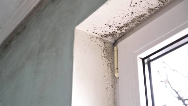 Mold Testing and Removal in Mcadoo, PA