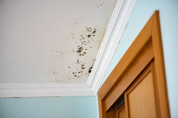 Best Local Mold Removal Service  in Mcadoo, PA