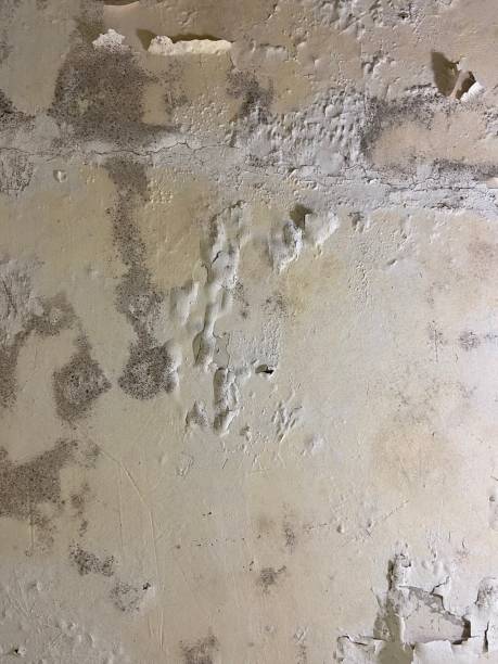 Best Mold Removal Specialists  in Mcadoo, PA
