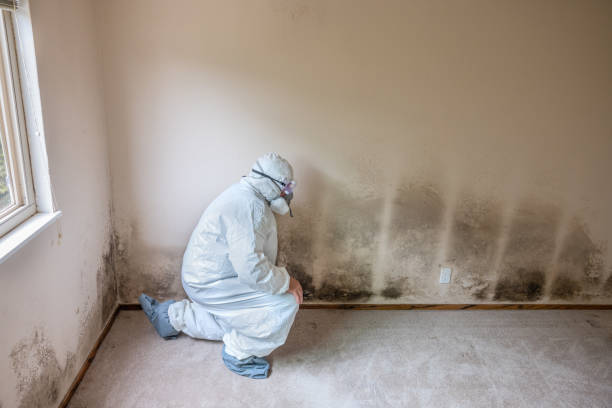 Best Best Mold Removal Companies  in Mcadoo, PA