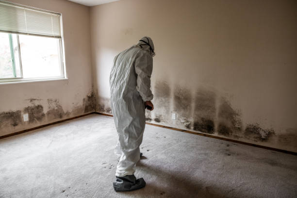 Best Emergency Mold Removal  in Mcadoo, PA