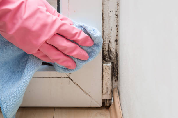 Best Mold Cleaning Services  in Mcadoo, PA