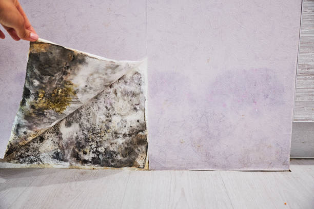 Best Best Mold Removal Companies  in Mcadoo, PA